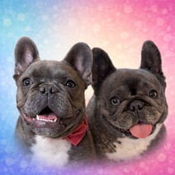 Lola and Stitch